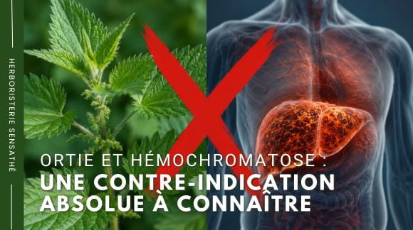 Ortie et hémochromatose  une contre-indication absolue à connaître - Herboristerie Sensathé